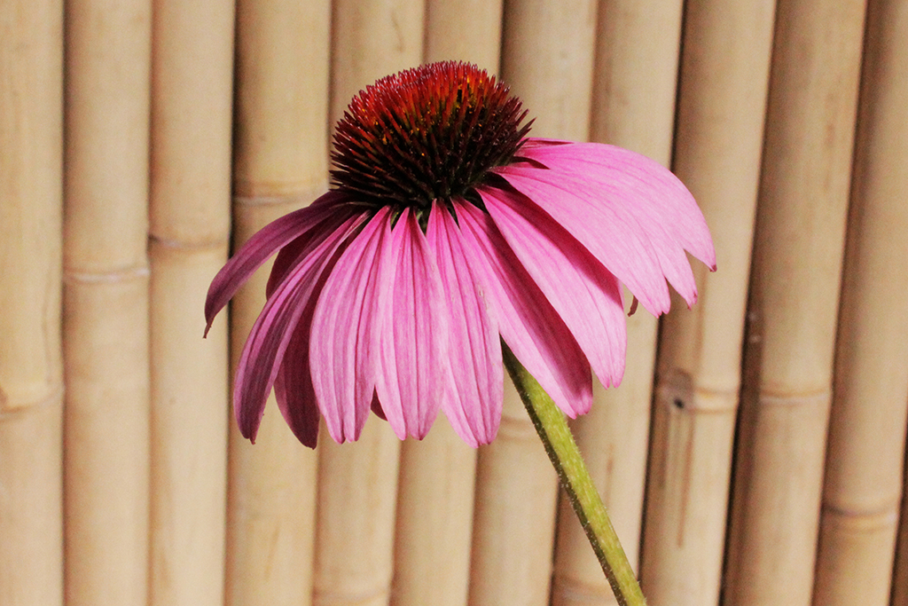 Echinacea-Purpurea9 Sonnenhut, Echinacea purpurea in Sorten