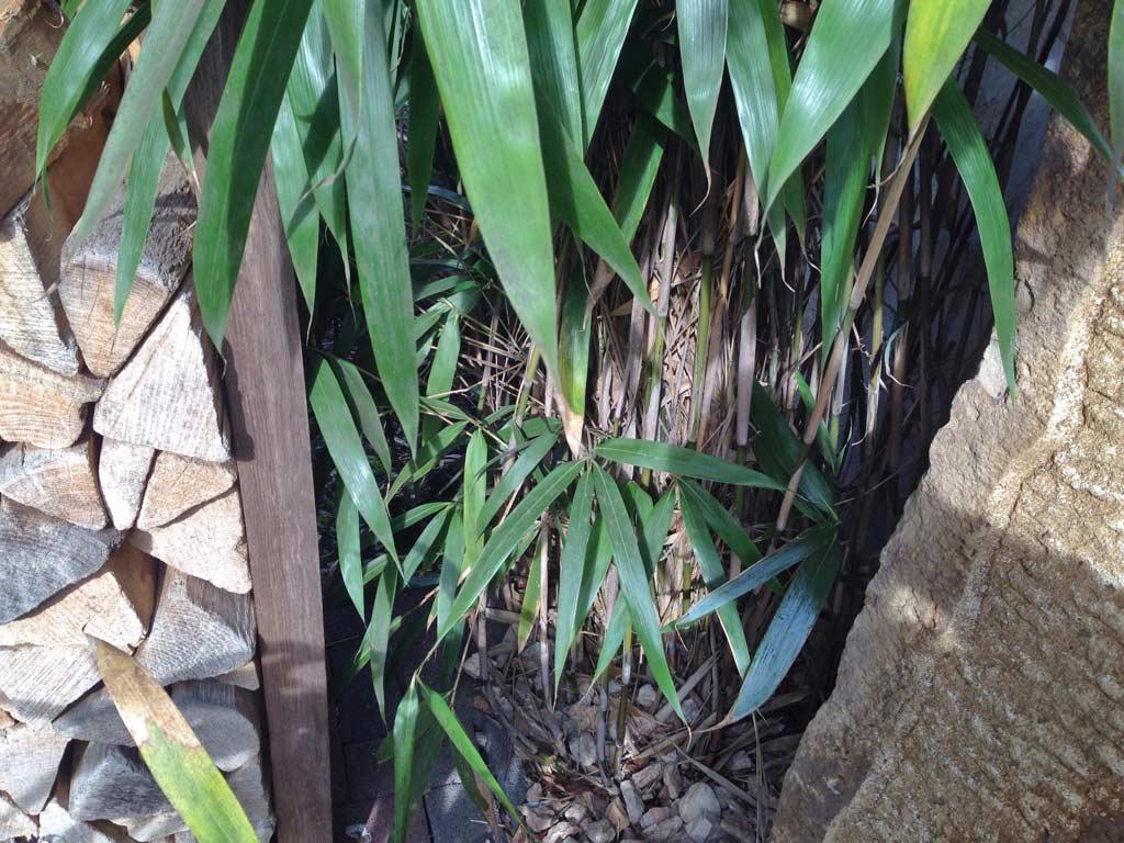 2015-Pseudosasa-japonica-Pfeil-Bambus-3 Pfeil Bambus, Pseudosasa japonica