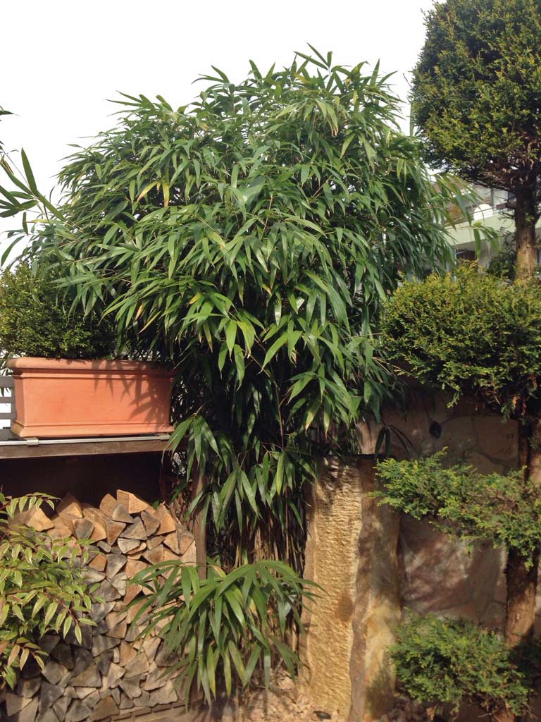 2015-Pseudosasa-japonica-Pfeil-Bambus Pfeil Bambus, Pseudosasa japonica