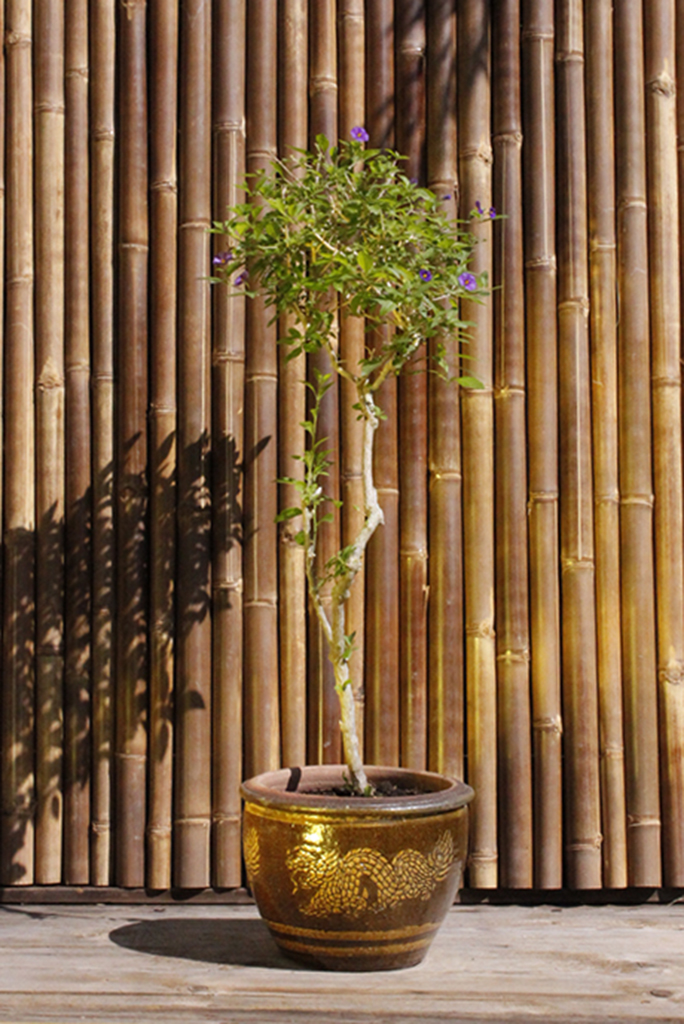 _MG_00067cJYvIVAaxP0S Solanum rantonnetii - Enzianstrauch