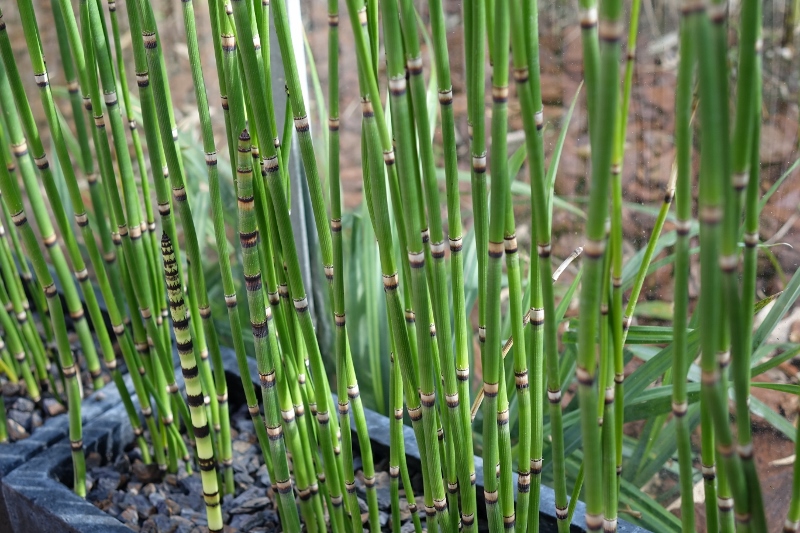 DSC00790-800x533 Riesenschachtelhalm, Equisetum hyemale var. robustum