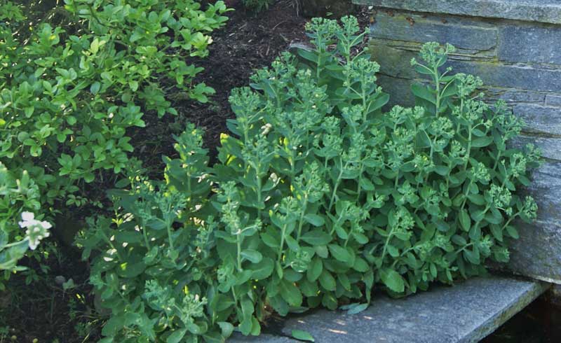 sedum-telephium-herbstfreude-dachgarten24_2 Hohes Fettblatt Herbstfreude- Hylotelephium Herbstfreude