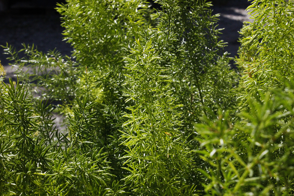 _MG_0006 Zierspargel - Asparagus densiflorus