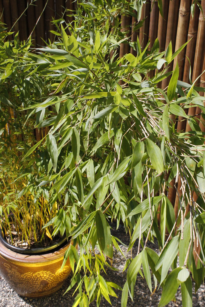 Fargesia-denudata3BWkAq8OhWRqDL Pandabambus, Fargesia denudata