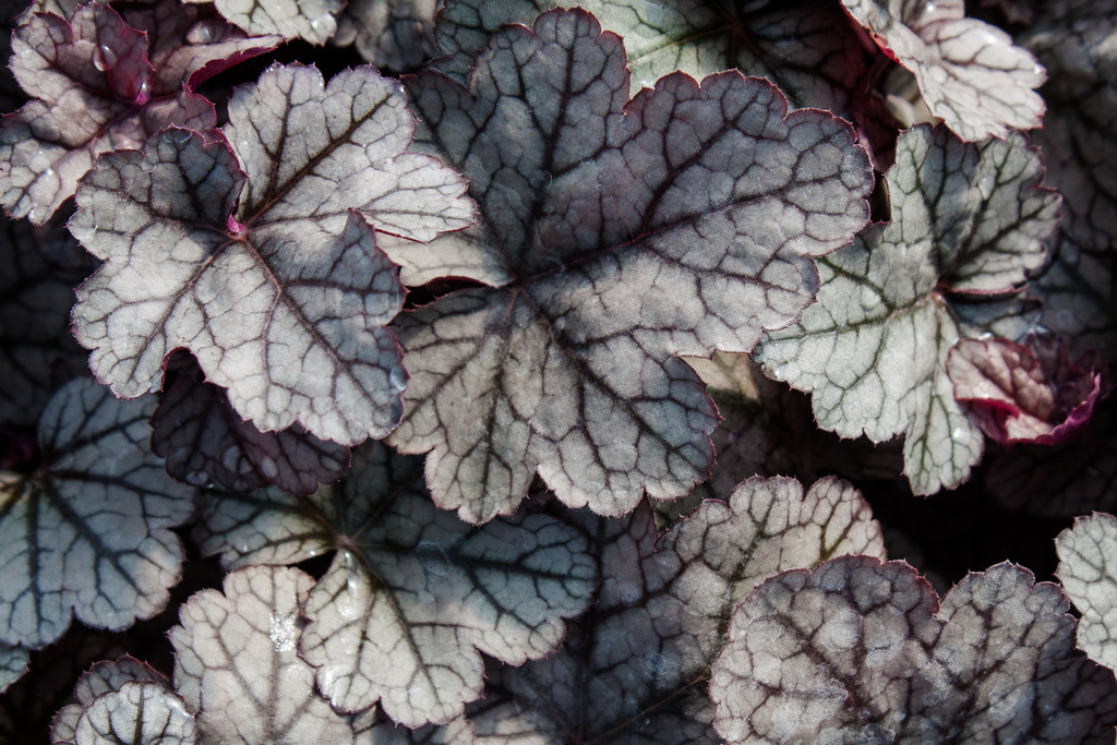 sugar-frosting-Bildgr-sse-ndern Purpurglöckchen, Heuchera micrantha Sugar Frosting