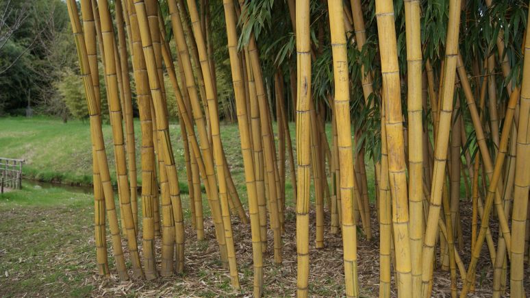 phyllostachys_aureosulcata_aureocaulis_2 Goldener Peking Bambus, Phyllostachys aureosulcata Aureocaulis
