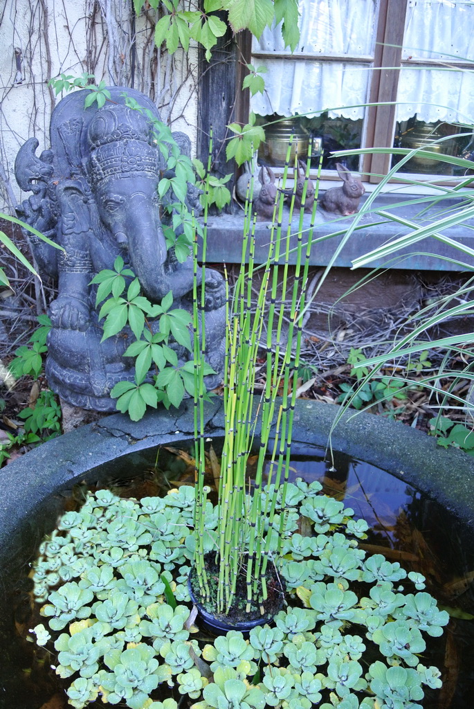 schachtelhalm-und-wassersalat Riesenschachtelhalm, Equisetum hyemale var. robustum