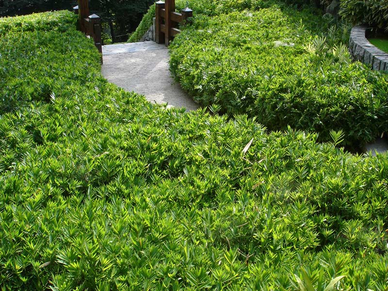 pleioplastus-distichus3-bambuswald Zwergbambus Pleioblastus distichus