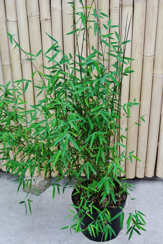 black-cherry Black Cherry Bambus, Fargesia spez. Jiuzhaigou 4