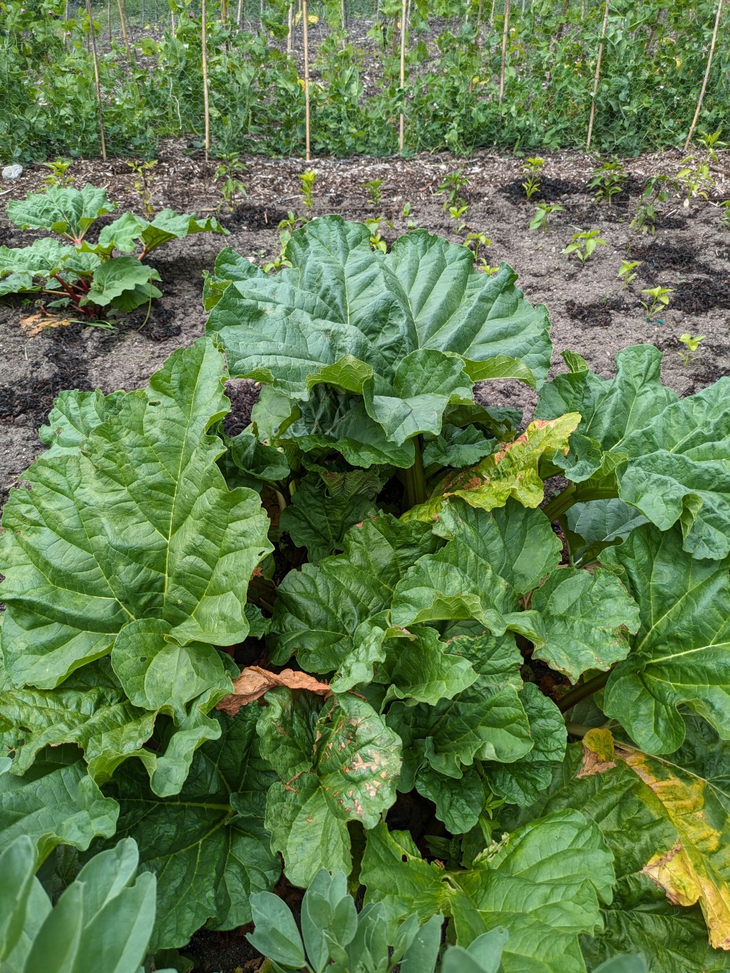 Rheum-Rharbarer Rhabarber, Rheum rhabarbarum