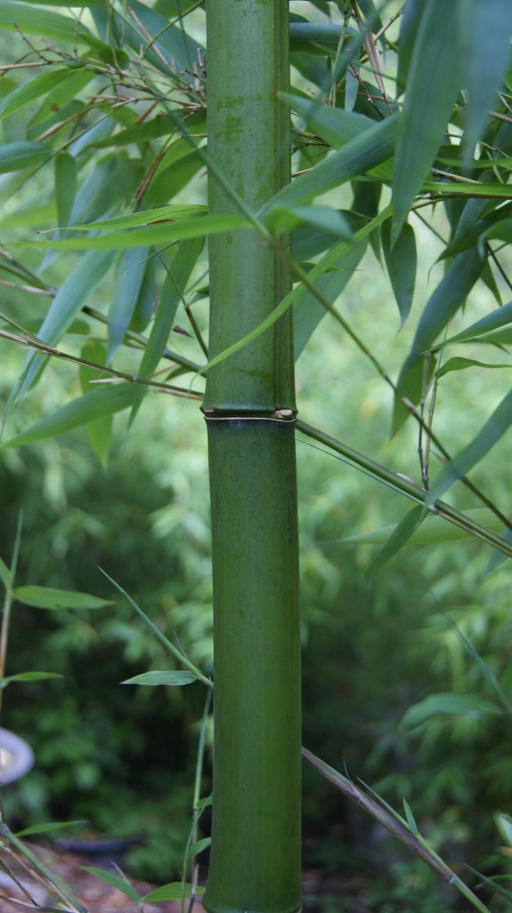 DSC05481 Gold Bambus, Phyllostachys parvifolia