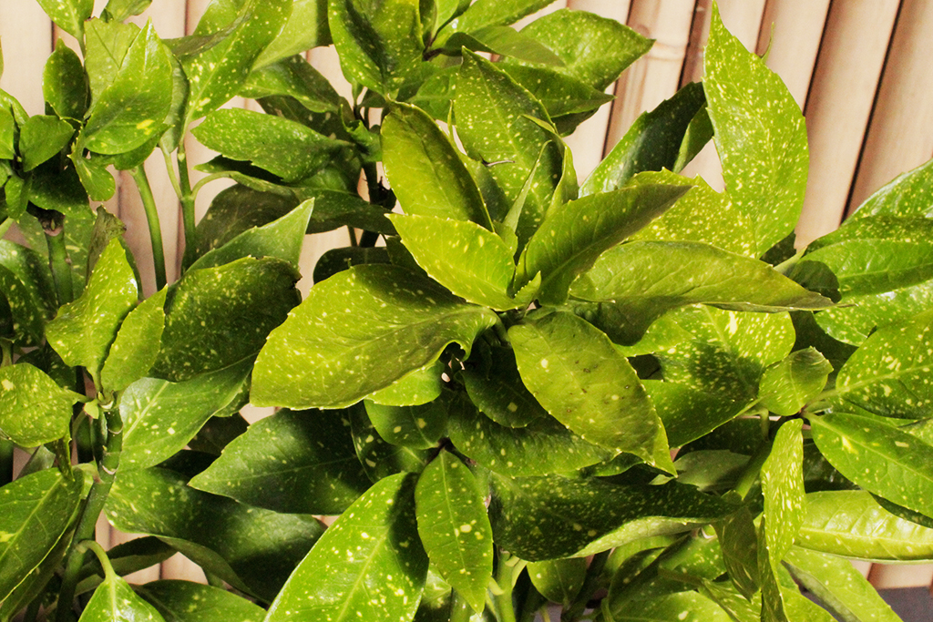 Aucuba-japonica5 Japanische Aukube - Aucuba japonica