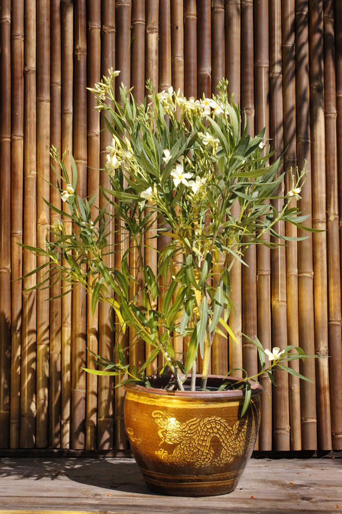 _MG_0027 Oleander, Nerium oleander