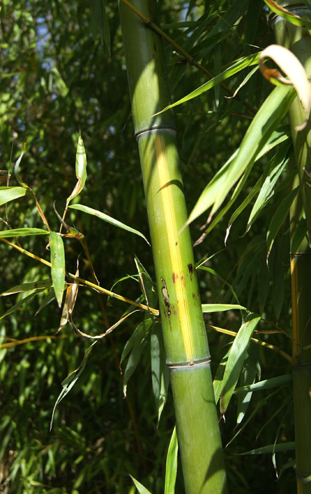 phyllostachys-vivax-huangwenzhu-bambuswald-7 Gelber Furchen Bambus, Phyllostachys vivax Huangwenzhu