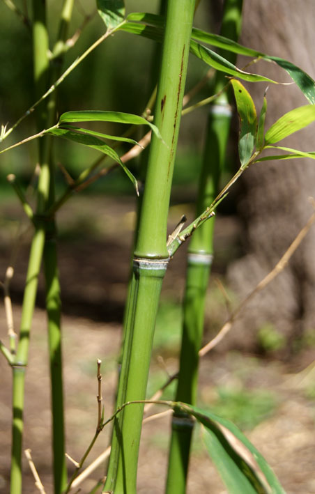 phyllostachys-aurea-bambuswald-4 Goldrohr Bambus, Phyllostachys aurea