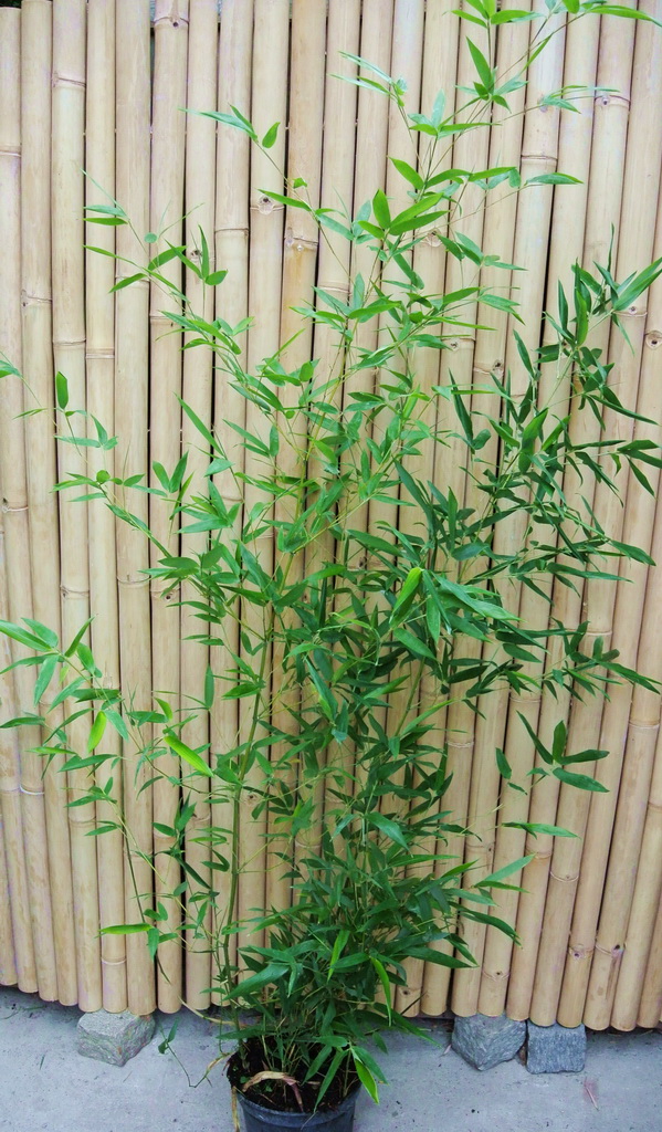 Rauher Gelbrinnenbambus, Phyllostachys aureosulcata McClure
