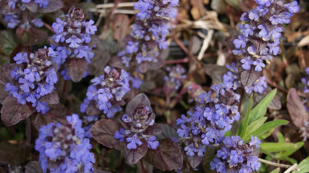 ajuga-schatten1 Kriechender Günsel, Ajuga reptans atropurpurea