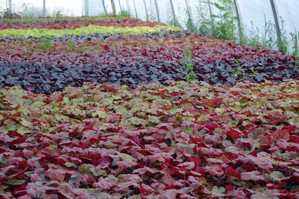 DSC01955-Andere Purpurglöckchen, Heuchera Marmalade