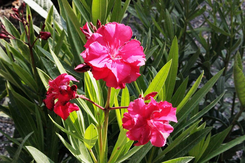 Oleander1 Oleander, Nerium oleander
