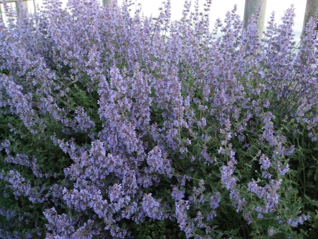 nepeta-racemosa-dach-2 Katzenminze, Nepeta racemosa