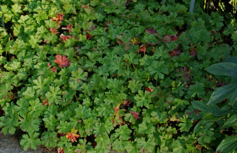 Storchenschnabel, Geranium in Sorten