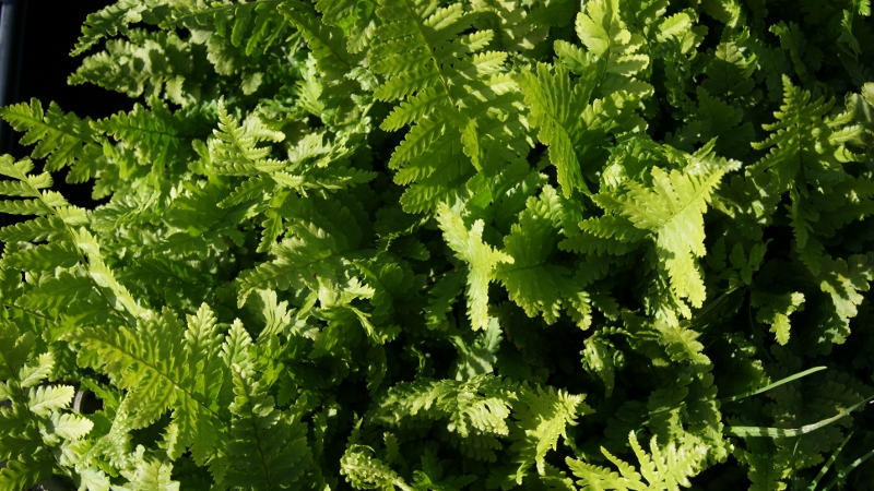 dyropteris-filix-mas Wurmfarn, Dryopteris filix-mas