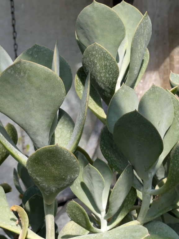 Cotyledon orbiculata var. Silver Peak