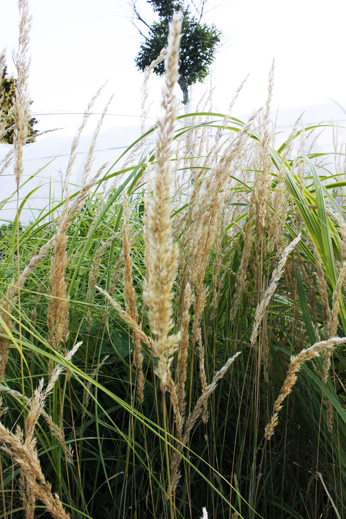 calamagrostis Gestreiftes Reitgras - Calamagrostis acutiflora Overdam
