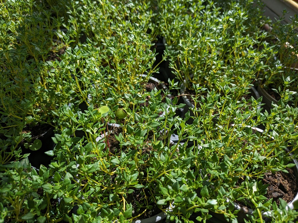 Rosenthymian Rosenduftthymian, Thymus vulgaris ´Rosenthymian´