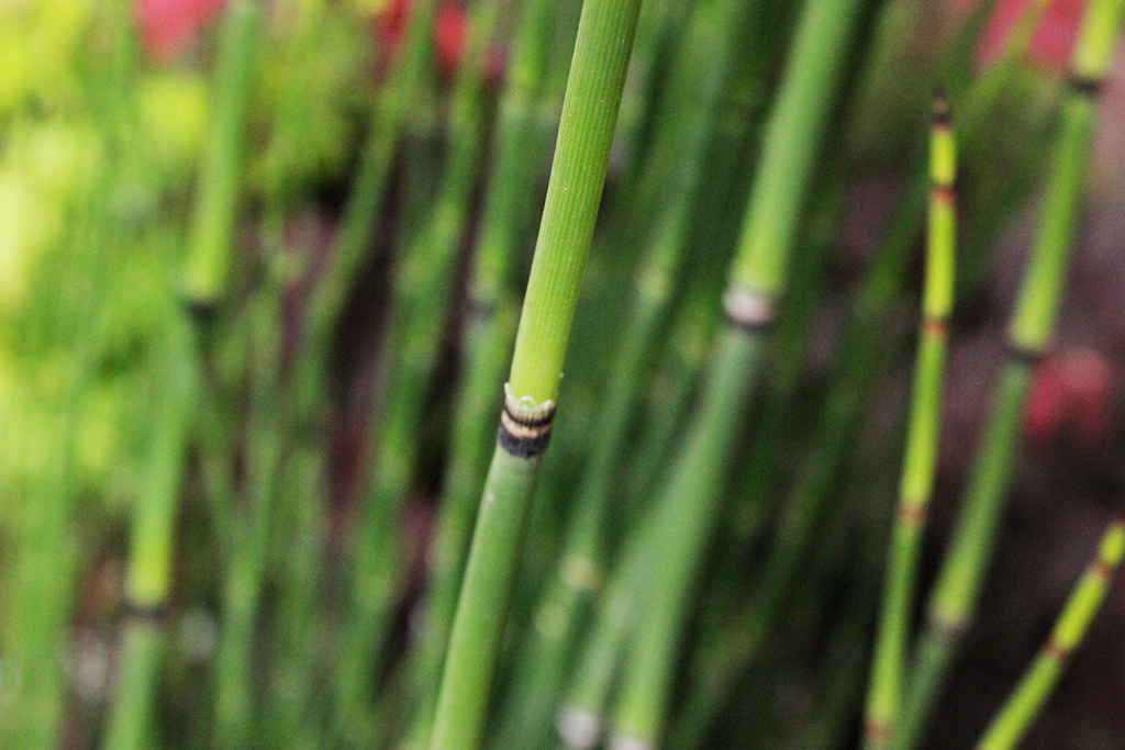 Schachtelhalm-MacroRbFJHBn2e9z6g Riesenschachtelhalm, Equisetum hyemale var. robustum