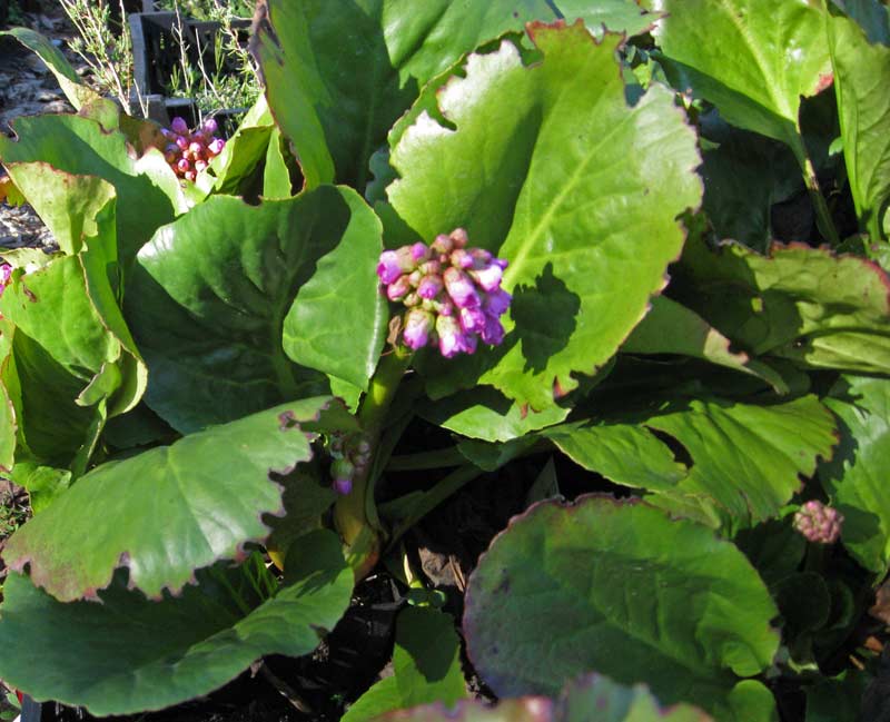 Riesensteinbrech, Bergenia cordifolia
