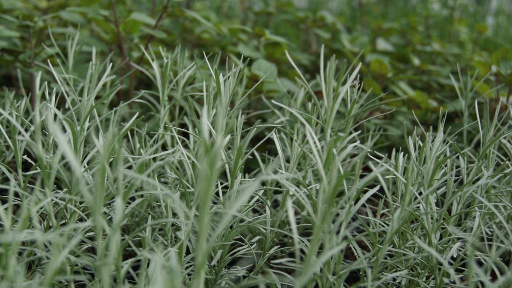 currykraut4 Currykraut, Helichrysum italicum