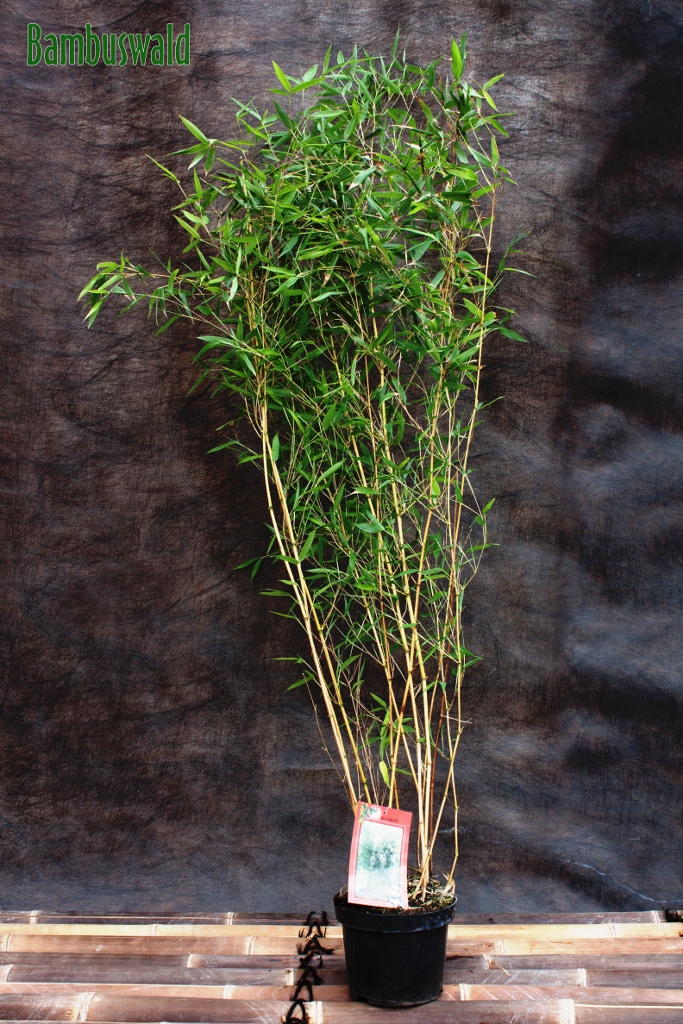 Phyllostachys-Aureosulcata-Aureocaulis-683x1024 Goldener Peking Bambus, Phyllostachys aureosulcata Aureocaulis
