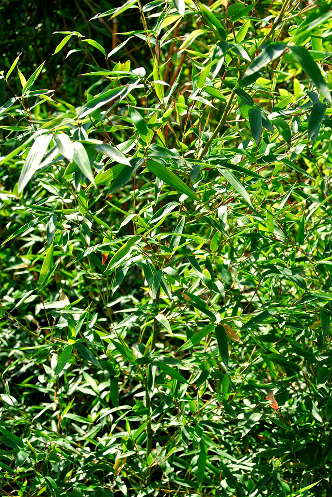 parvifolia-2 Gold Bambus, Phyllostachys parvifolia