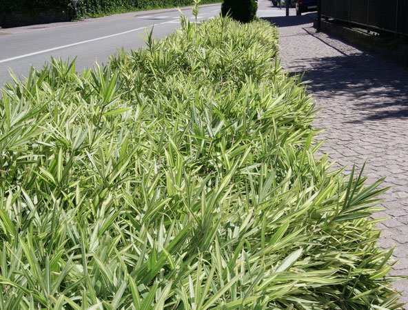pleioplastus-fortunei-variegatus-straen-begleitgrn Zwergbambus Pleioblastus fortunei Variegata