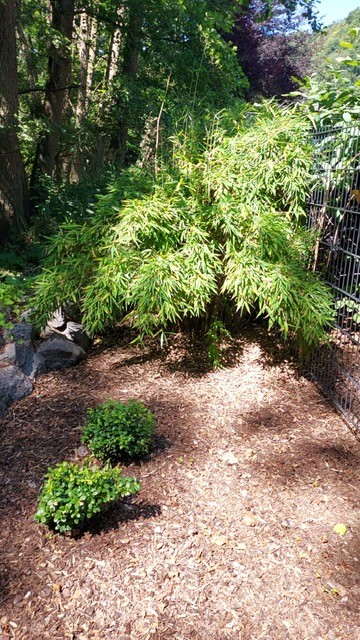 Fargesia-Jumbo Der ursprüngliche Gartenbambus, Fargesia murielae Jumbo