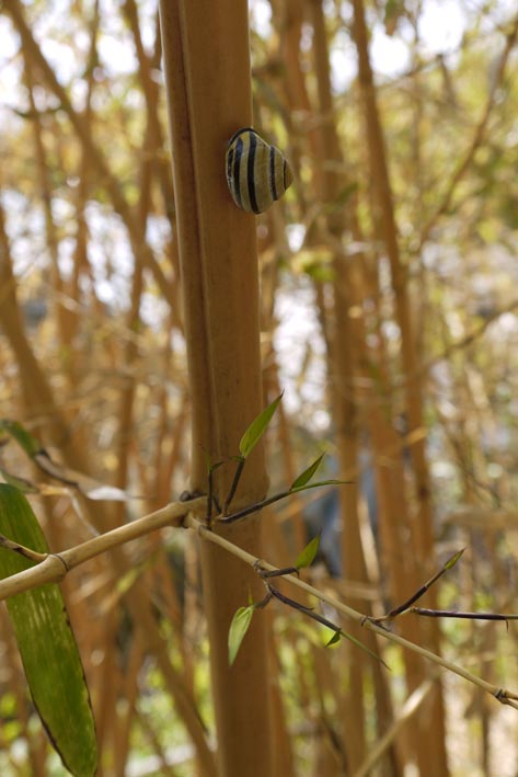 bambus-treibt-wieder-bambuswald01