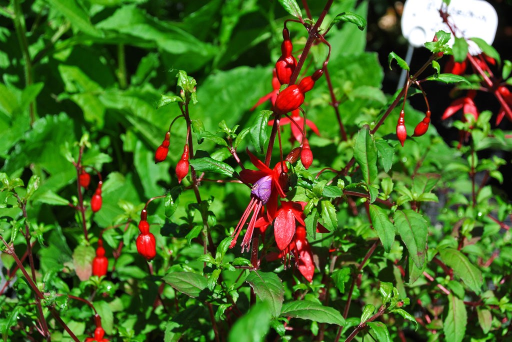Fuchsie Scharlach Fuchsie, Fuchsia magellanica riccartonii