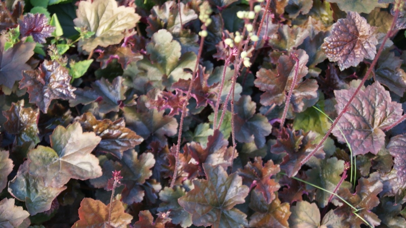 heuchera-palace-purple Garten-Silberglöckchen, Heuchera micrantha Palace Purple