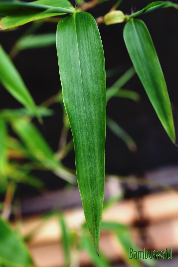 Vivai-Huenza-Leave-683x1024 Gelber Furchen Bambus, Phyllostachys vivax Huangwenzhu