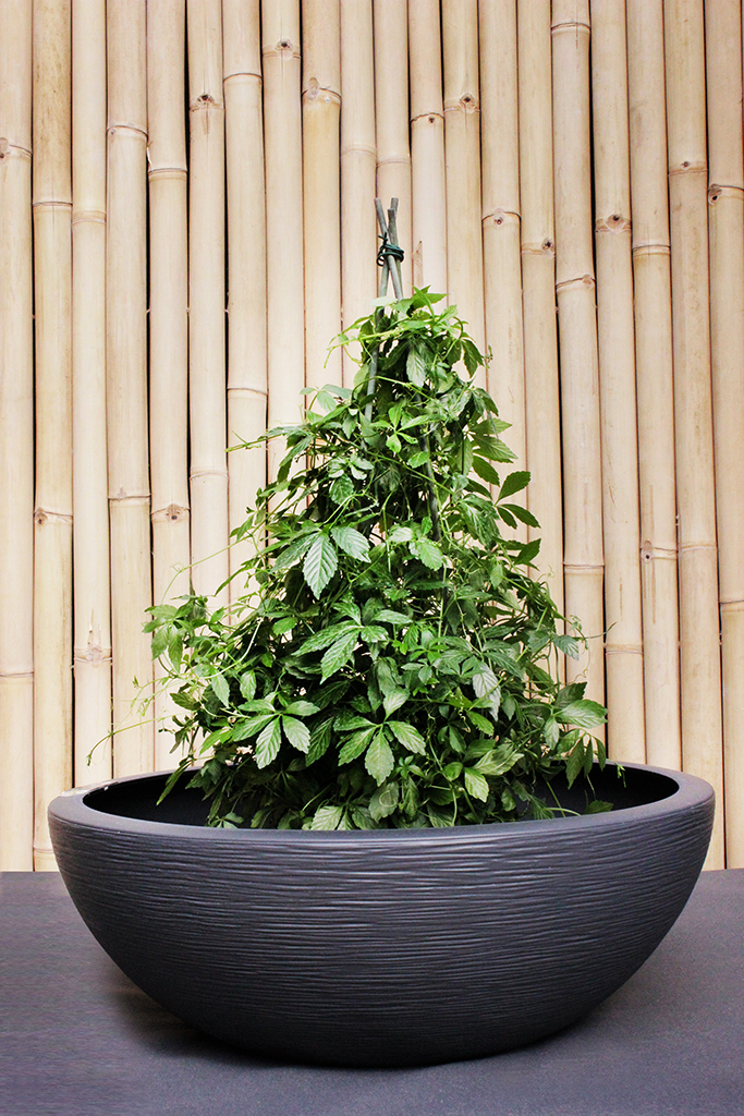 Gynostemma-Jiaogoulan-Pyramide Pflanzschale gerillt