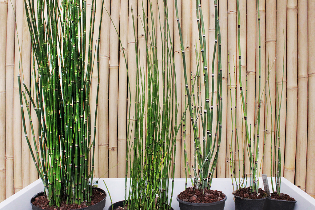 Schachtelhalm-5er-2X5kkDCWcAXbMl Riesenschachtelhalm, Equisetum hyemale var. robustum