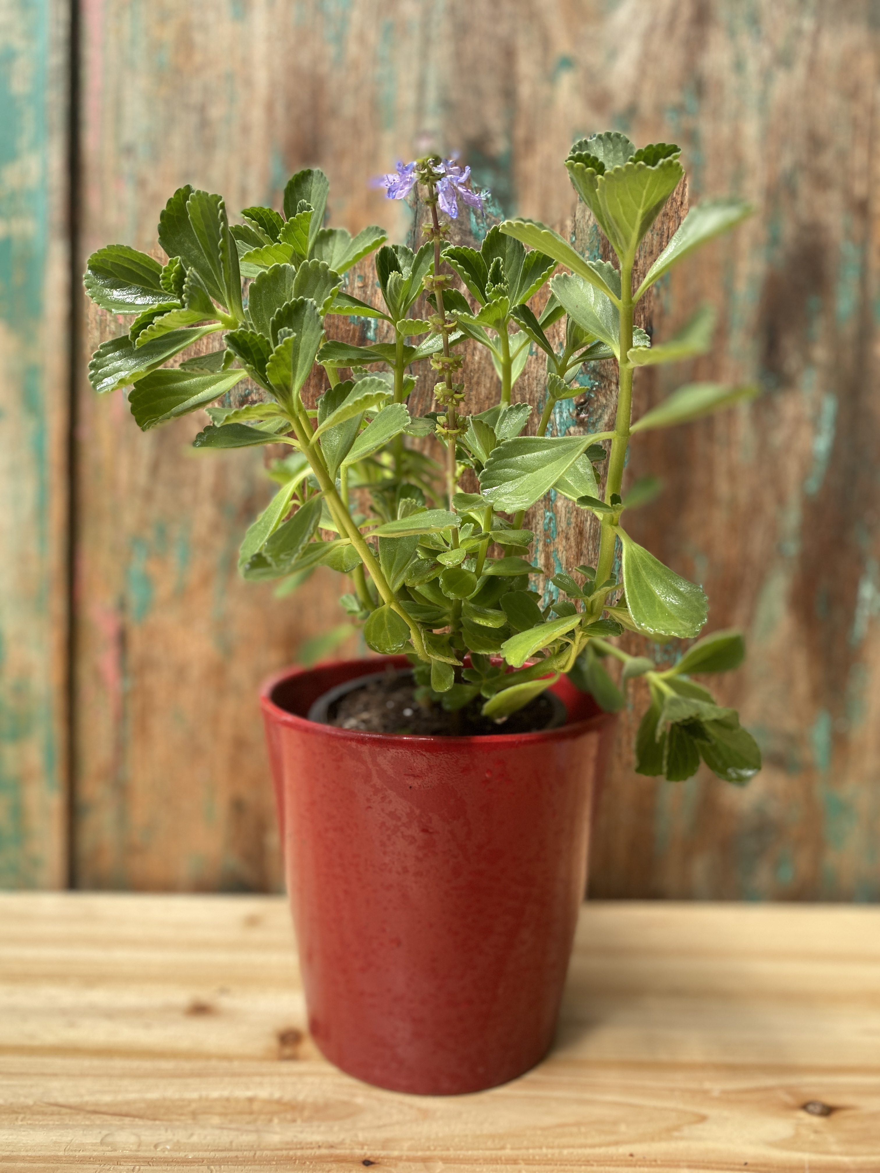 Die Verpiss-dich-Pflanze " Coleus caninus "