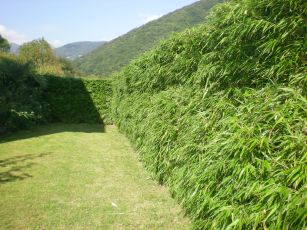 fargesia_rufa_hecke_hoch50e3098138a40