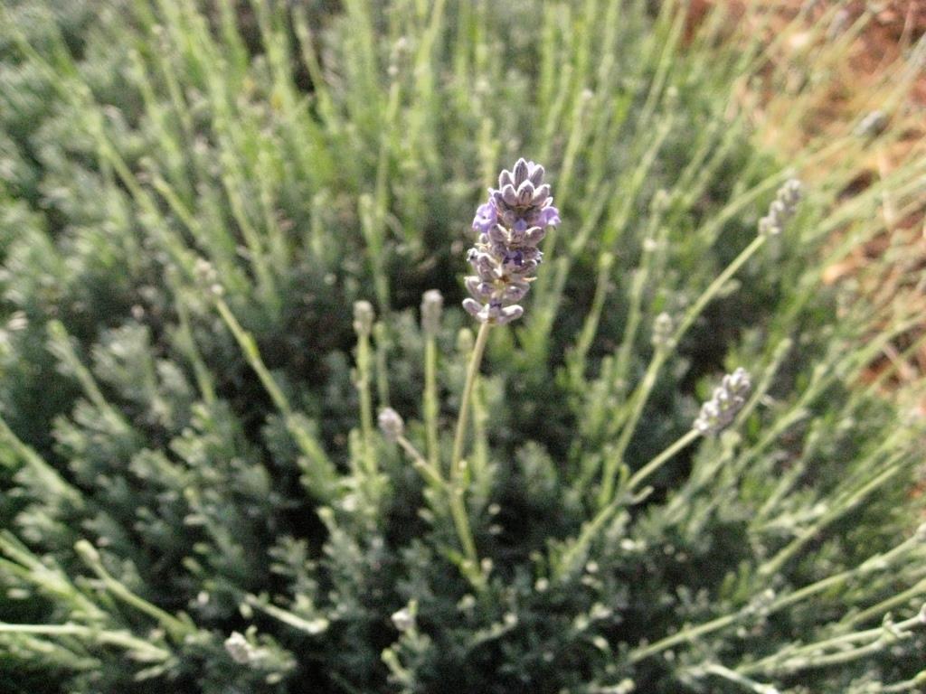 lavendel-1 Echter Lavendel, Lavandula angustifolia