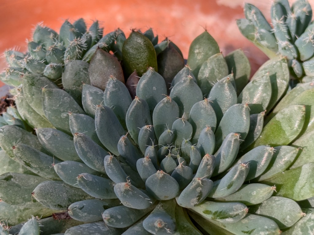 Echiverie setosa, Echiveria setosa