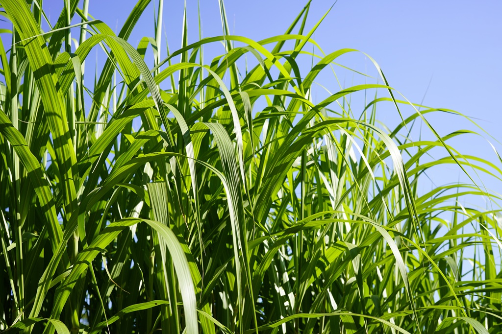 Elefantengras, Miscanthus giganteus