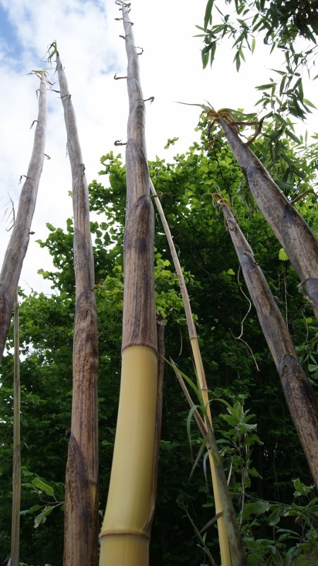 DSC07476-800x450 Zauber Bambus, Phyllostachys vivax Aureocaulis