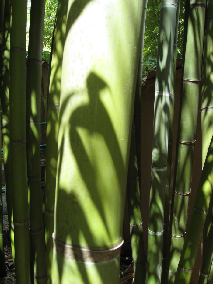 phyllostachys_nigra_henonisa50f9747cdc2f4