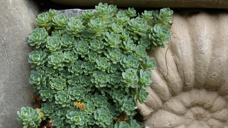 sedum-pachyclados5582a1f36c257 Afghanischer Rosenwurz - Rhodiola primuloides var. pachyclados